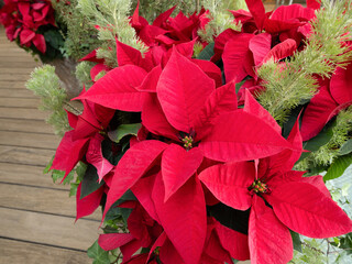 ポインセチア