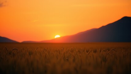 Golden Hour Serenity Sun Setting Over a Wheat Field and Distant Mountains