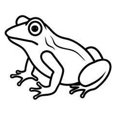 frog on white background