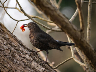 Amsel beim Essen 