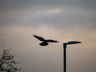 birds in flight