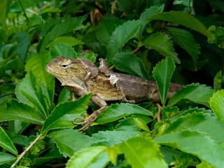 A chameleon is among the leaves, some of its skin is peeling off due to the molting process.