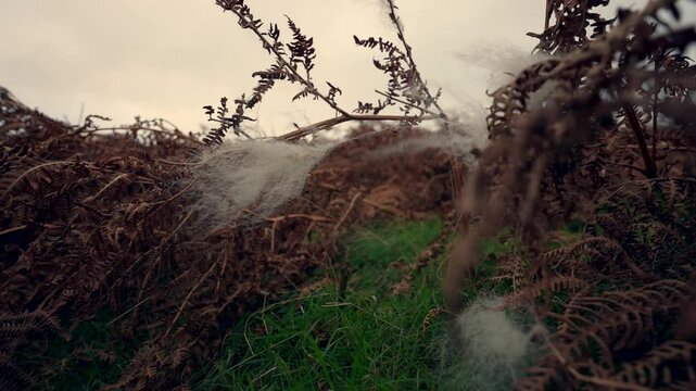 Wind Blowing Through Brown Ferns with Trapped Sheep Wool