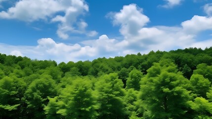 Lush Green Forest Underneath a Blue Sky with Clouds