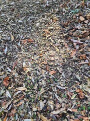 pile of leaves