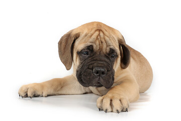 lying puppy bullmastiff on white background