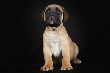 bullmastiff puppy sitting on black background