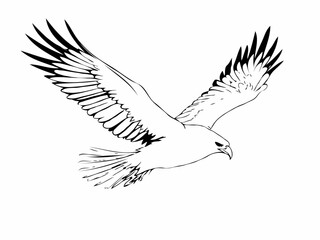 Fototapeta premium dove in flight