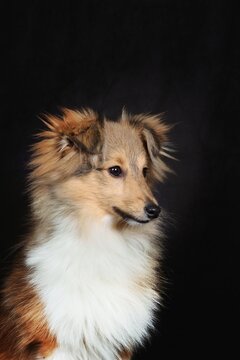 portrait of a Shetland Sheepdog puppy against a black background, highlighting its fluffy coat and bright, expressive eyes