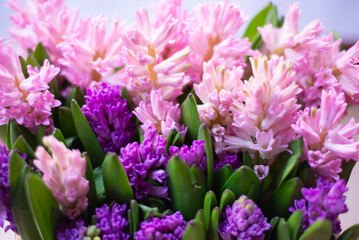 Floral spring background from Collection of pink and purple hyacinth flowers open and buds. Gift bulbous seasonal flowers.