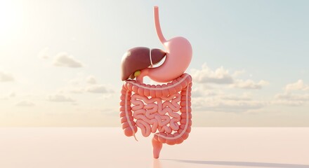 Human Digestive System 3D Render Anatomy of Stomach Liver and Intestines