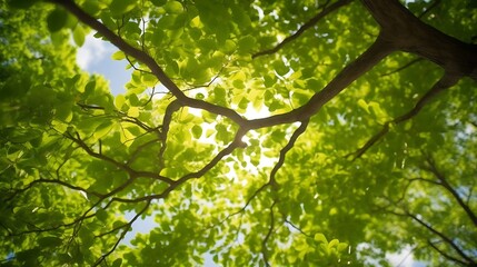 Obraz premium Sunlight filtering through lush green leaves of a tree