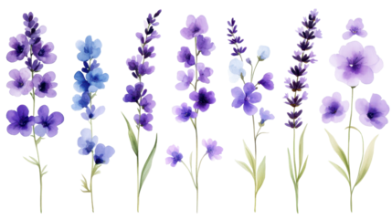 Lavender Watercolor Flowers: A collection of delicate lavender flowers rendered in vibrant watercolor hues, perfect for adding a touch of elegance and serenity to your designs.  