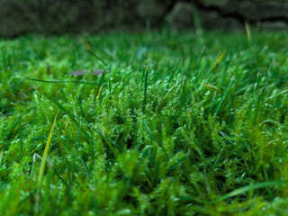 Close-up photo of moss in a garden