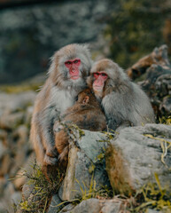 Obraz premium Macaques at Jigokudani Snow Monkey Park in Nagano, Japan