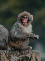 Macaques at Jigokudani Snow Monkey Park in Nagano, Japan