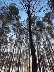 las, drzewa, mgła, park, liście, sosny © Szymon