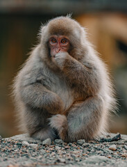 Fototapeta premium Macaques at Jigokudani Snow Monkey Park in Nagano, Japan
