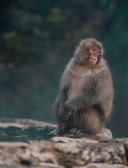 Fototapeta premium Macaques at Jigokudani Snow Monkey Park in Nagano, Japan