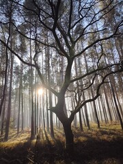 las, drzewa, mgła, park, liście, sosny © Szymon