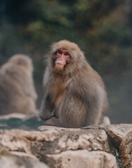 Macaques at Jigokudani Snow Monkey Park in Nagano, Japan