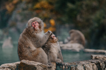 Macaques at Jigokudani Snow Monkey Park in Nagano, Japan