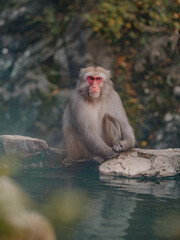 Macaques at Jigokudani Snow Monkey Park in Nagano, Japan