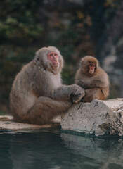 Macaques at Jigokudani Snow Monkey Park in Nagano, Japan