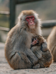Macaques at Jigokudani Snow Monkey Park in Nagano, Japan