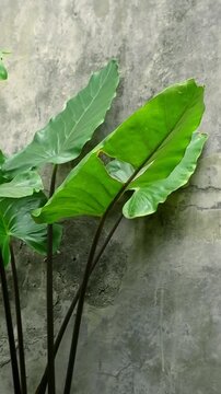 green monsterra leaves with concreate wall background