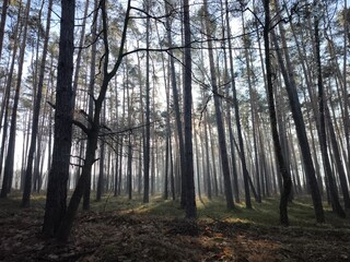 las, drzewa, mgła, park, liście, sosny © Szymon