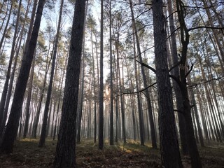 las, drzewa, mgła, park, liście, sosny © Szymon