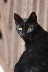 stray cat in the street