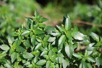Mercurialis annua L. is commonly known as annual mercury