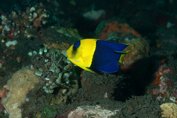 Centropyge bicolor, comunemente chiamato pesce angelo bicolore, isola di Bali, Indonesia