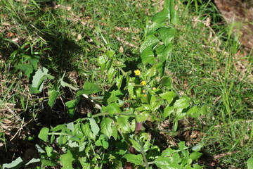 Sonchus oleraceus is a species of flowering plant in the tribe Cichorieae of the family Asteraceae, native to Europe and Western Asia
