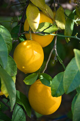 庭に実ったレモン