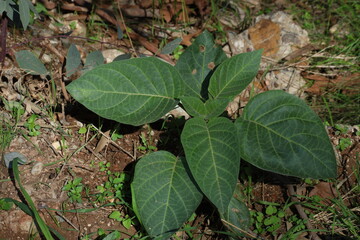 Datura inoxia plant in the field