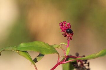 berries of Phytolacca sp in forest