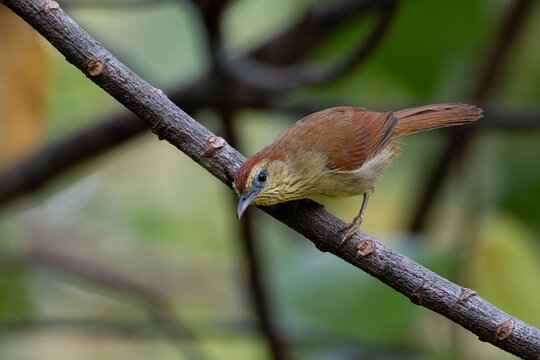 A Pin-striped Tit-Babbler (Macronus gularis) perched on a branch, showcasing its reddish-brown back, streaked yellow throat, and curious pose. 