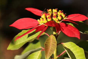 Hoverfly, latin name Syrphus ribesii, on Euphorbia pulcherrima (Mexican Flame Leaf)