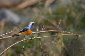 Hodgsons Redstart 