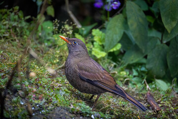 Indian blackbird