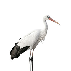 white stork isolated on white © OGStock