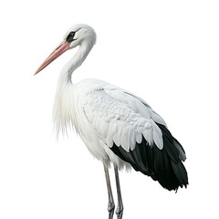 Obraz premium Portrait of a beautiful stork bird on the white background