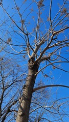 the winter of trees towering against the blue sky