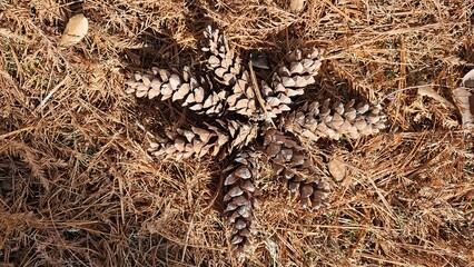 Pretty shapes made with pine tree drops
