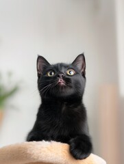 A curious black cat gazes upwards, with its ears perked and tongue slightly out, against a soft, neutral background.