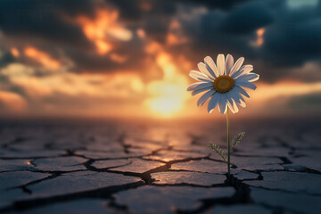 A daisy flower emerges from a crack in the dry asphalt, under a warm ray of sunshine through the cloudy sky. The contrast creates a powerful sense of resilience and hope.