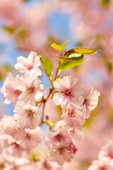Cherry Blossoms in Full Bloom